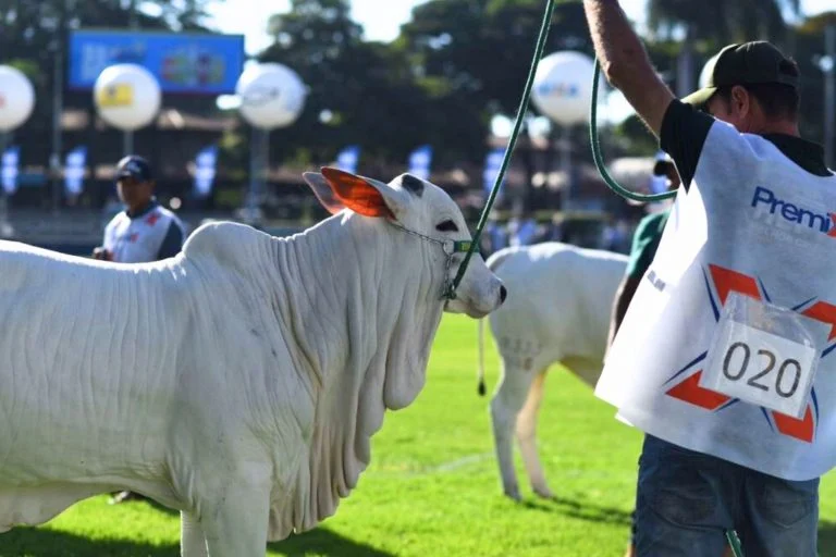 Expozebu: maior feira de gado zebu rende R$ 190 milhões e aposta na valorização da carne